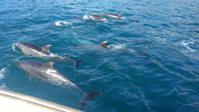 Join the Pelorus Mail Boat on its weekend Delivery Cruise and discover the beautiful Kenepuru Sound.